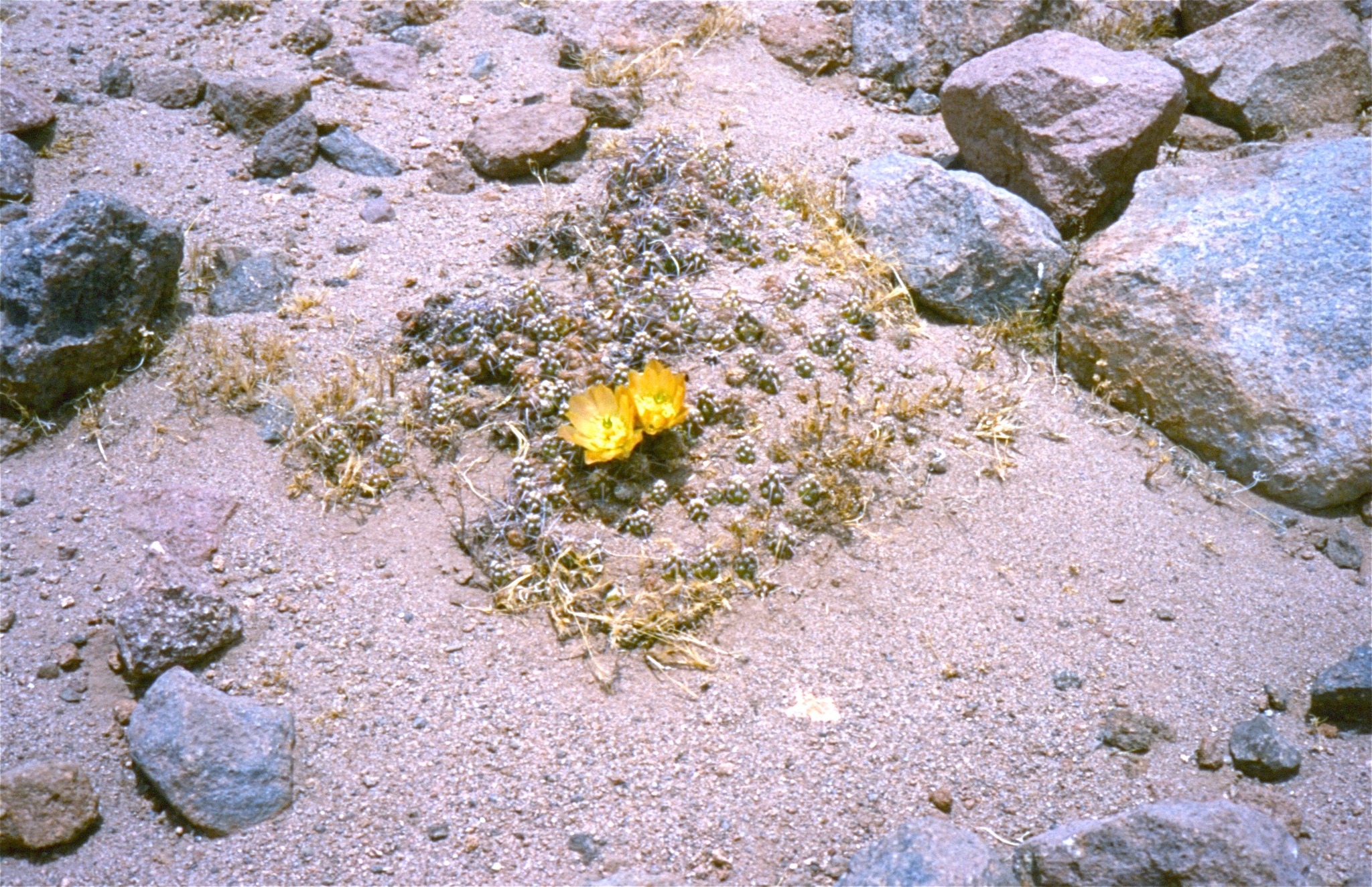 Maihueniopsis conoidea