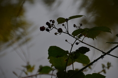 Rubus