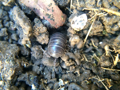 Armadillidium vulgare