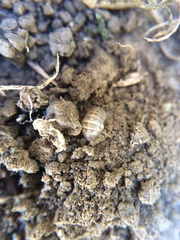 Armadillidium vulgare