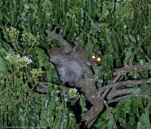 East African Potto
