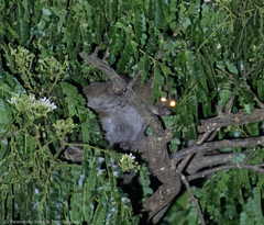 East African Potto photo 3