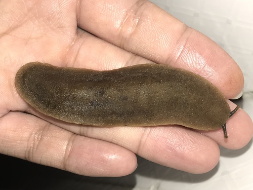 Caribbean Leatherleaf Slug