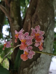 Trichocentrum andreanum