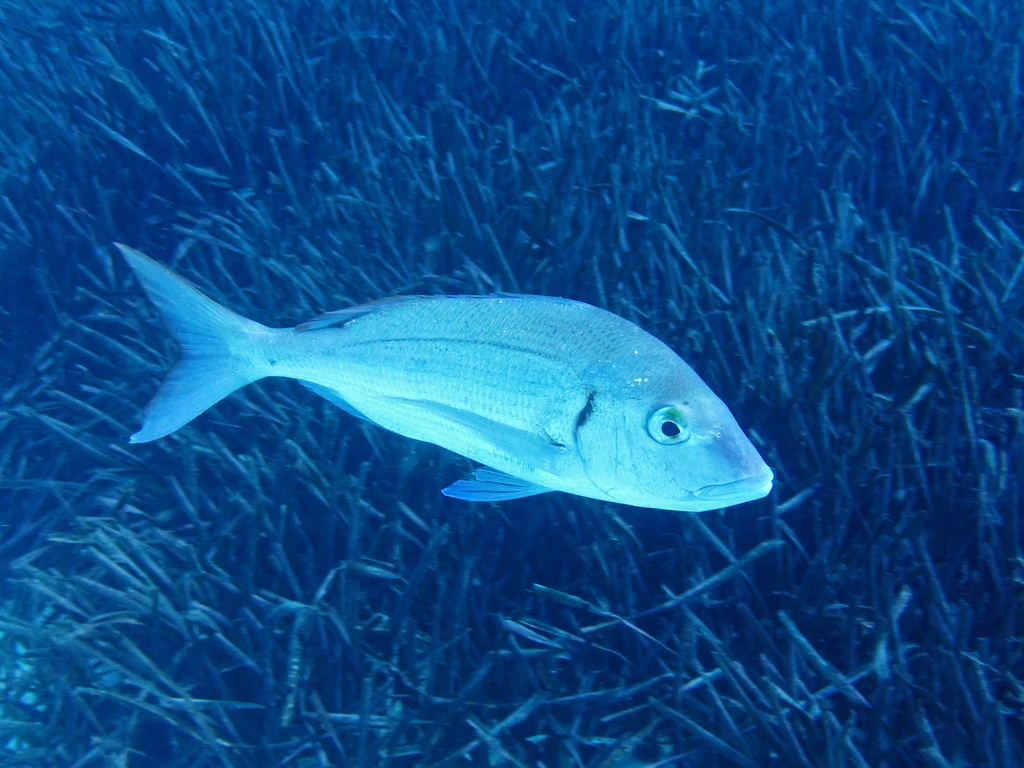 Kırma mercan (Pagellus erythrinus)