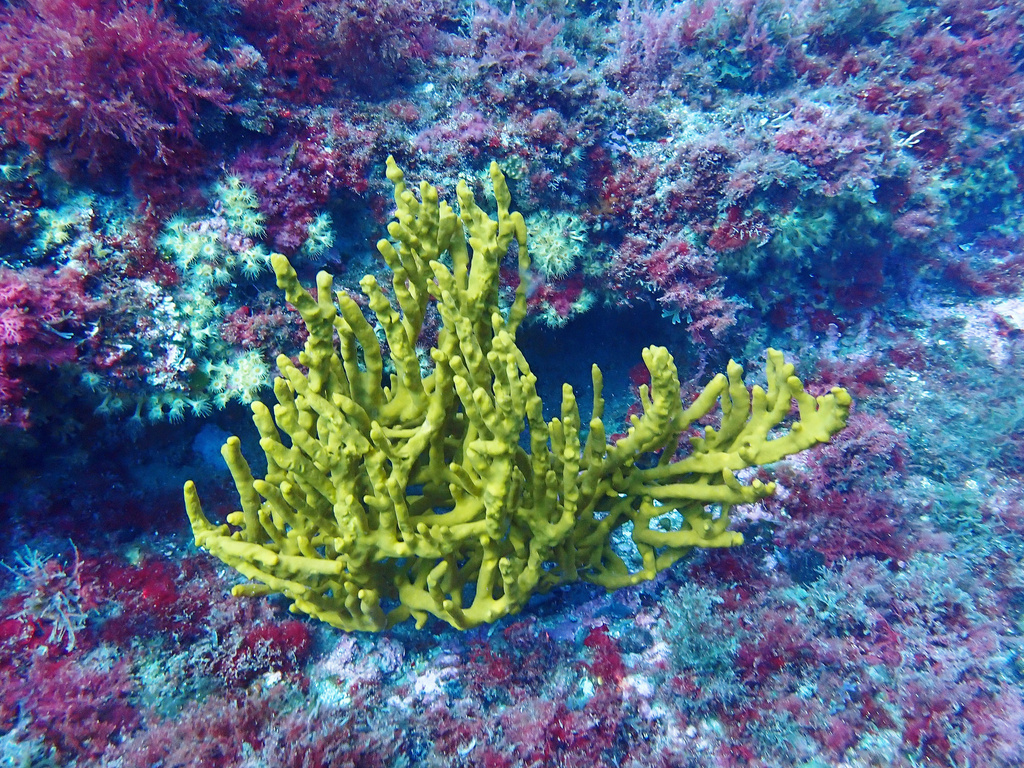 Photo of Elephant ear sponge (Axinella polypoides)