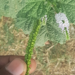 Heliotropium indicum image