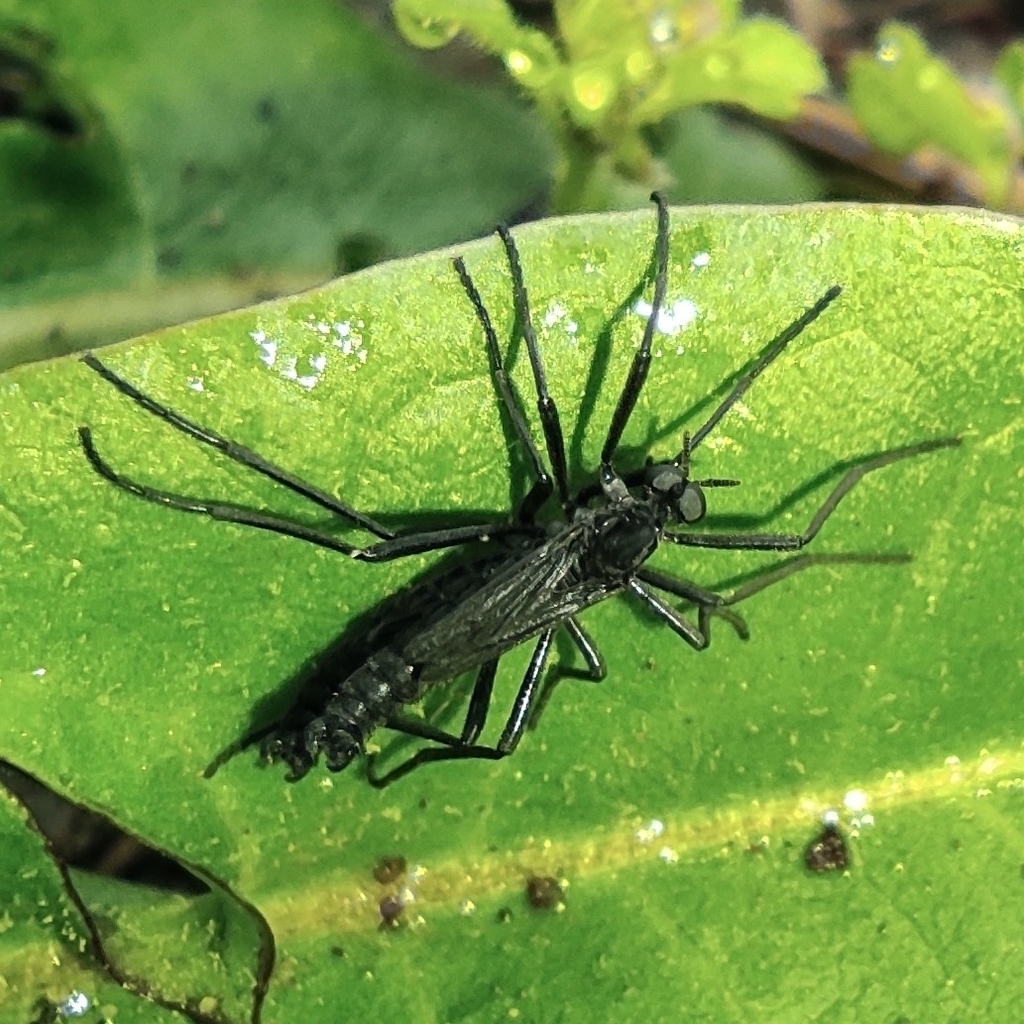 Penthetria funebris