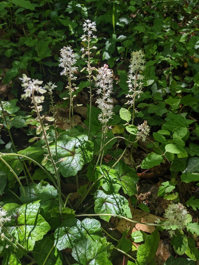 Heartleaf Foamflower from Raleigh, NC 27606, USA on April 15, 2023 at