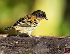 Ixothraupis rufigula