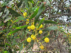 Acacia