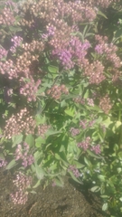 Pluchea odorata odorata