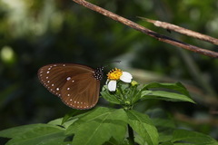 Euploea tulliolus koxinga
