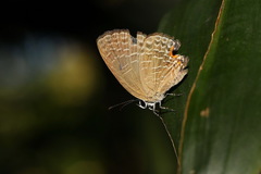 Jamides bochus formosanus