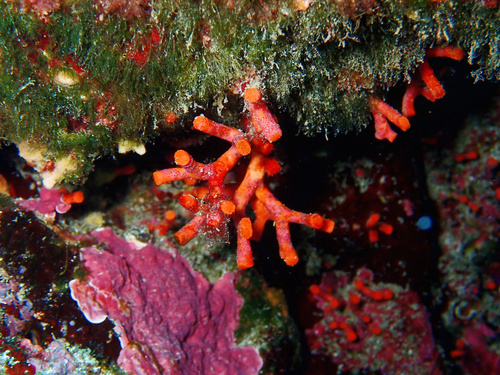 False Coral, photo 4 of 10