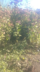 Pluchea odorata odorata