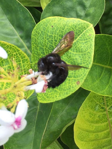 Valley Carpenter Bee
