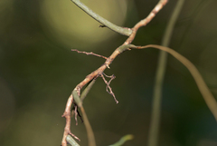 Microcoelia aphylla image