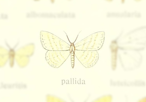 Scopula pallida
