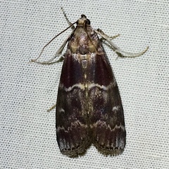 Euzophera ostricolorella