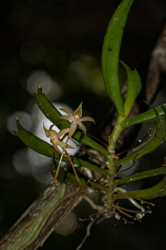 Angraecum cultriforme image