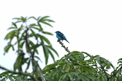 Dacnis lineata