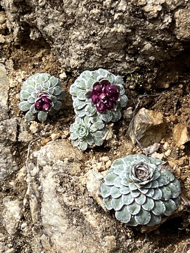 Saxifraga stribrnyi, photograph 1