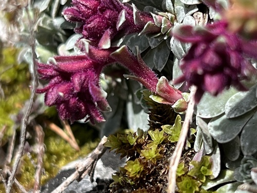 Saxifraga stribrnyi, photograph 2