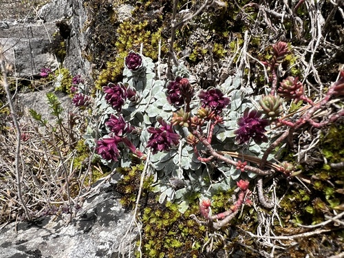 Saxifraga stribrnyi, photograph 3