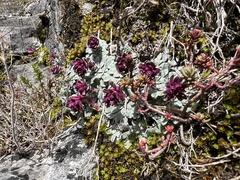 Saxifraga stribrnyi, photograph (c) dschigel, some rights reserved (CC BY)