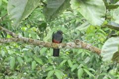 Trogon melanurus