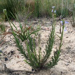 Lobelia comosa comosa