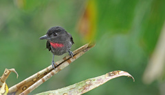 Pachyramphus minor