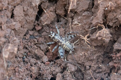 Photo of Common Crevice-cricket (Gryllomorpha dalmatina)
