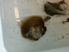 Isognomon alatus