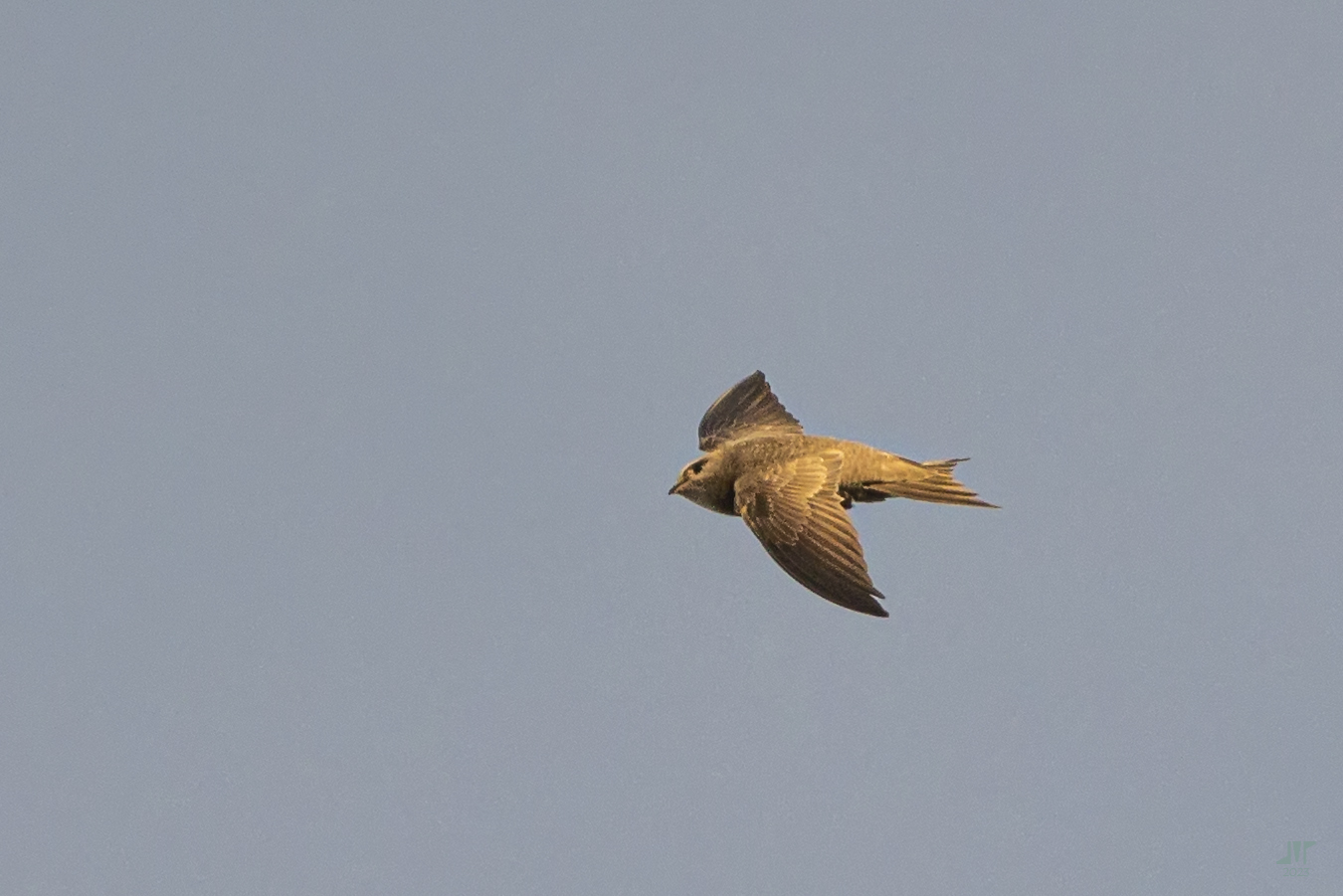 Apus pallidus: Systematics, Habitat, Biology, Ecological Role ...