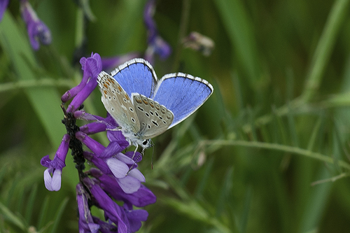 Adonis Blue