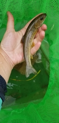 Salvelinus confluentus