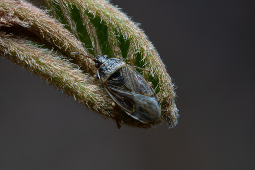 Bulrush Bug photo 2