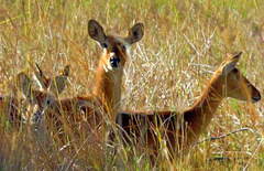 Kobus vardonii