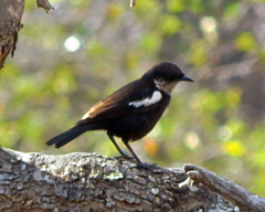 Myrmecocichla arnotti