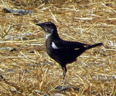 Myrmecocichla arnotti