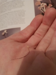 Marasmius epiphyllus