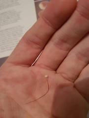 Marasmius epiphyllus