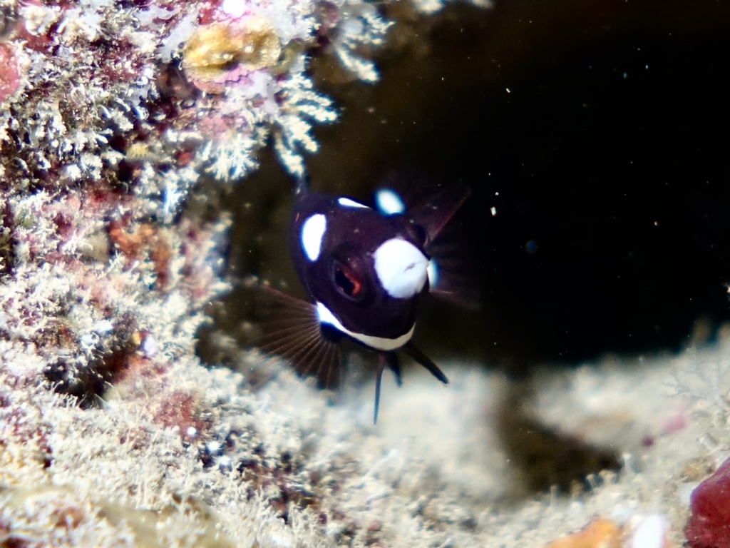 Axilspot hogfish (Bodianus axillaris) — Labridae