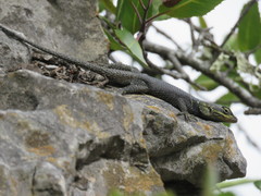 Sceloporus oberon