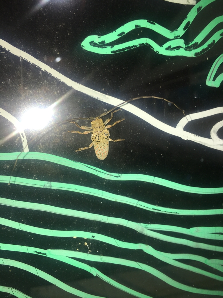 Oncideres fulvostillata