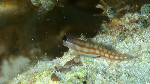 Comical blenny (Ecsenius opsifrontalis) — Blenniidae — 5