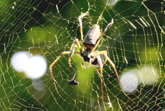 Trichonephila clavipes