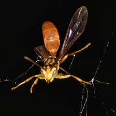 Agelaia centralis image